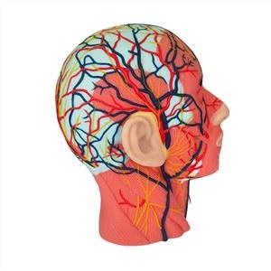 Μοντέλο ανατομίας κεφαλής και λαιμού από μαλακή σιλικόνη