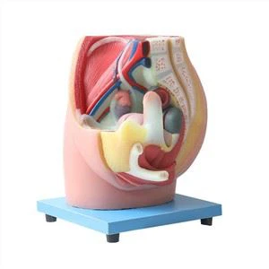 Διάμεση Οβελιαία Τομή Γυναικείου Μοντέλου Ανατομίας Μαλακής Πυέλου Σιλικόνης