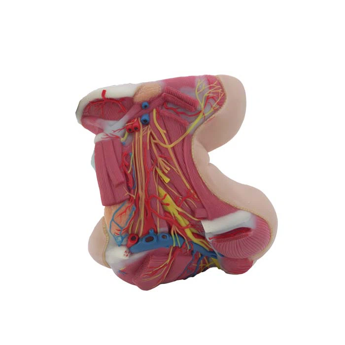 Μοντέλο Ανατομίας Λαιμού