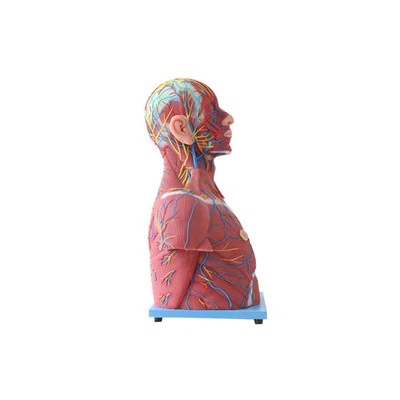 Μοντέλο ανατομίας ανθρώπινου μυός