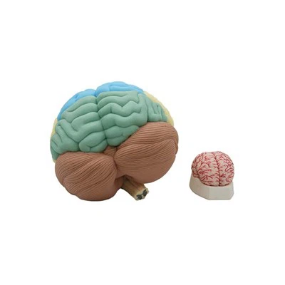 Μοντέλο Εγκεφάλου Νευροανατομίας